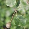 Fotografia 9 da espécie Pyrus cordata do Jardim Botânico UTAD