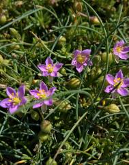 Spergularia rupicola