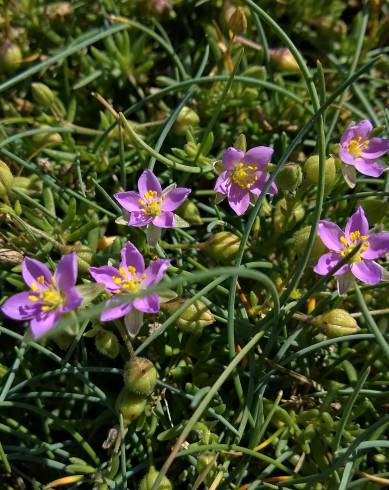 Fotografia de capa Spergularia rupicola - do Jardim Botânico