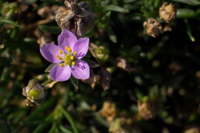 Fotografia da espécie Spergularia rupicola