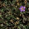 Fotografia 4 da espécie Spergularia rupicola do Jardim Botânico UTAD