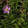 Fotografia 5 da espécie Spergularia rupicola do Jardim Botânico UTAD