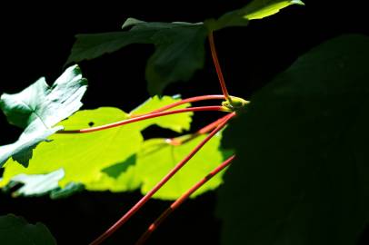 Fotografia da espécie Acer pseudoplatanus