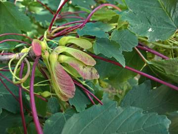 Fotografia da espécie Acer pseudoplatanus