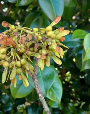 Fotografia 18 da espécie Acer pseudoplatanus no Jardim Botânico UTAD