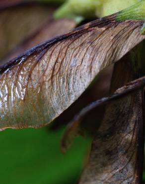 Fotografia 19 da espécie Acer pseudoplatanus no Jardim Botânico UTAD