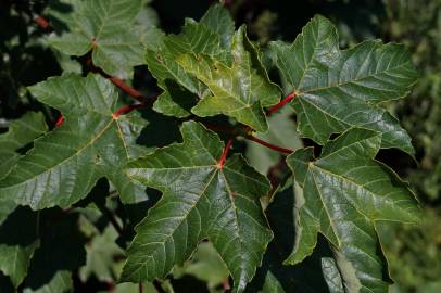 Fotografia da espécie Acer pseudoplatanus