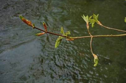 Fotografia da espécie Acer pseudoplatanus