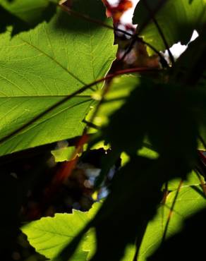 Fotografia 22 da espécie Acer pseudoplatanus no Jardim Botânico UTAD