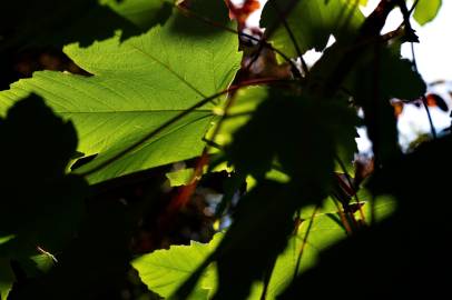 Fotografia da espécie Acer pseudoplatanus