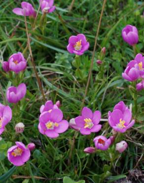 Fotografia 1 da espécie Centaurium scilloides subesp. majus no Jardim Botânico UTAD