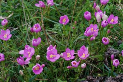 Fotografia da espécie Centaurium scilloides subesp. majus