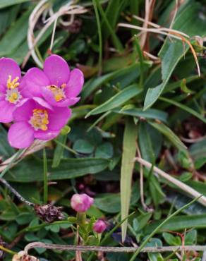 Fotografia 3 da espécie Centaurium scilloides subesp. majus no Jardim Botânico UTAD