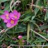 Fotografia 3 da espécie Centaurium scilloides subesp. majus do Jardim Botânico UTAD