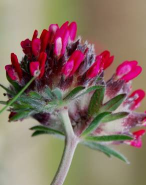 Fotografia 1 da espécie Anthyllis vulneraria subesp. maura no Jardim Botânico UTAD