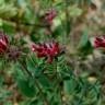 Fotografia 8 da espécie Anthyllis vulneraria subesp. maura do Jardim Botânico UTAD