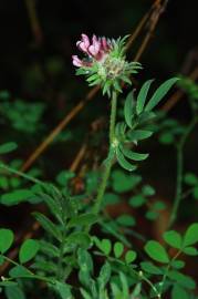 Fotografia da espécie Anthyllis vulneraria subesp. maura