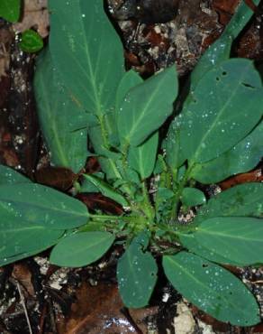 Fotografia 12 da espécie Anthyllis vulneraria subesp. maura no Jardim Botânico UTAD