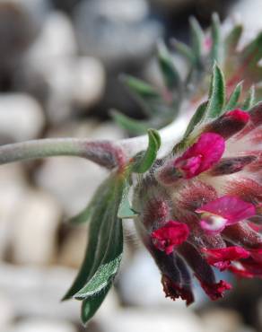 Fotografia 14 da espécie Anthyllis vulneraria subesp. maura no Jardim Botânico UTAD