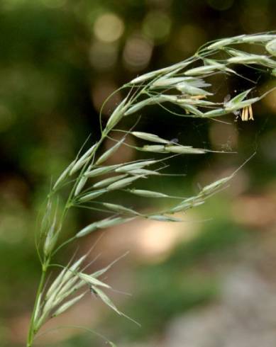 Fotografia de capa Arrhenatherum elatius subesp. elatius - do Jardim Botânico