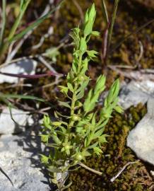 Fotografia da espécie Asterolinon linum-stellatum