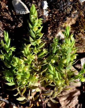 Fotografia 7 da espécie Asterolinon linum-stellatum no Jardim Botânico UTAD