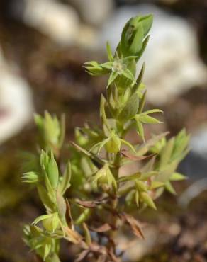 Fotografia 8 da espécie Asterolinon linum-stellatum no Jardim Botânico UTAD