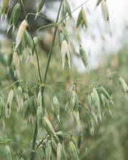 Fotografia da espécie Avena byzantina