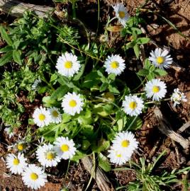 Fotografia da espécie Bellis annua subesp. annua