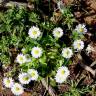 Fotografia 5 da espécie Bellis annua subesp. annua do Jardim Botânico UTAD