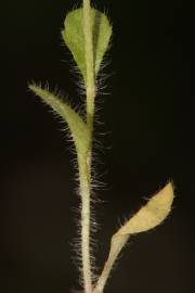 Fotografia da espécie Bellis annua subesp. annua