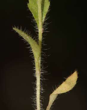 Fotografia 9 da espécie Bellis annua subesp. annua no Jardim Botânico UTAD