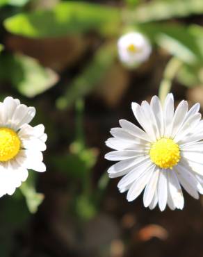 Fotografia 10 da espécie Bellis annua subesp. annua no Jardim Botânico UTAD