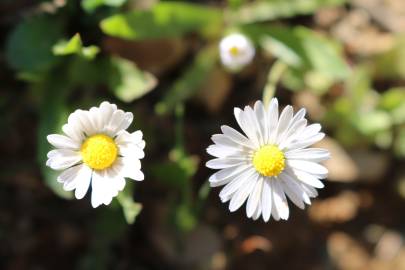 Fotografia da espécie Bellis annua subesp. annua