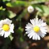 Fotografia 10 da espécie Bellis annua subesp. annua do Jardim Botânico UTAD