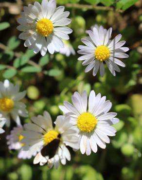 Fotografia 11 da espécie Bellis annua subesp. annua no Jardim Botânico UTAD