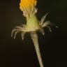 Fotografia 13 da espécie Bellis annua subesp. annua do Jardim Botânico UTAD