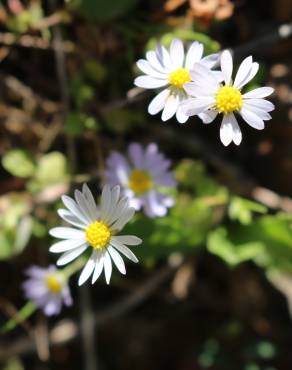 Fotografia 14 da espécie Bellis annua subesp. annua no Jardim Botânico UTAD