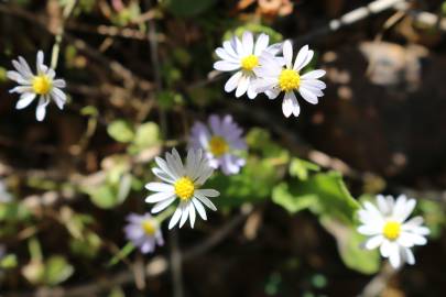 Fotografia da espécie Bellis annua subesp. annua