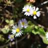 Fotografia 14 da espécie Bellis annua subesp. annua do Jardim Botânico UTAD