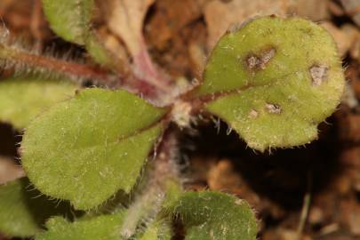 Fotografia da espécie Bellis annua subesp. annua