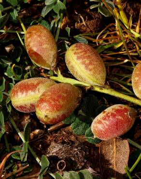 Fotografia 1 da espécie Astragalus incanus subesp. nummularioides no Jardim Botânico UTAD