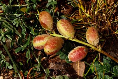 Fotografia da espécie Astragalus incanus subesp. nummularioides