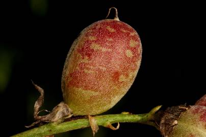 Fotografia da espécie Astragalus incanus subesp. nummularioides