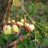 Fotografia 14 da espécie Prangos trifida do Jardim Botânico UTAD