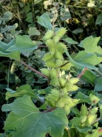 Fotografia da espécie Xanthium orientale