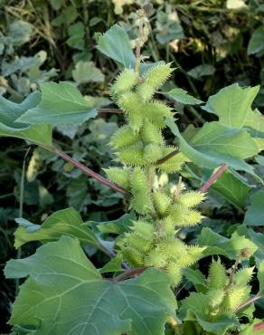 Fotografia 4 da espécie Xanthium orientale no Jardim Botânico UTAD