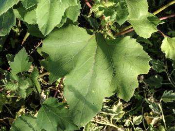 Fotografia da espécie Xanthium orientale