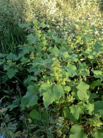 Fotografia da espécie Xanthium orientale