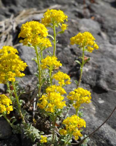 Fotografia de capa Alyssum serpyllifolium - do Jardim Botânico